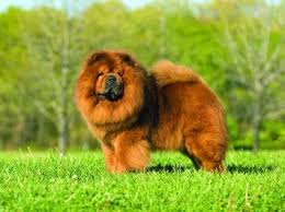 Get cho chow's contact information, age, background check, white pages, email, criminal records, photos, relatives & social networks. Chow Chow Dog Breed Profile Petfinder