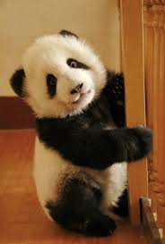 pandas are awesome animals beautiful cute animals panda bear