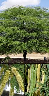 Image result for Prosopis pallida
