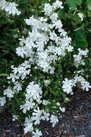 There are herbaceous perennials that are ideal for the front of the border; Clematis Hexapetala Mongolian Snowflakes Mongolian Snowflakes Six Petaled Bush Clematis For Sale 22 00 Clematis Plant Delights Nursery
