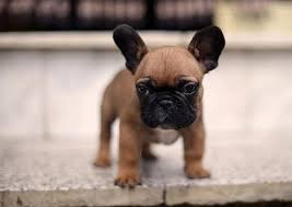 If your toy bulldog is not trained properly, it could try to be the alpha. How Much Do French Bulldog Costs Frenchie Shop