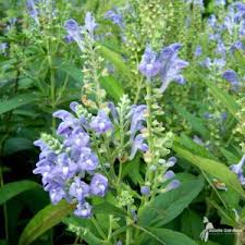 Image result for Scutellaria schweinfurthii