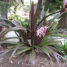 Image result for Crinum aurantiacum