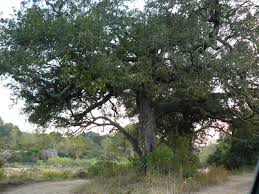 Image result for Diospyros mespiliformis