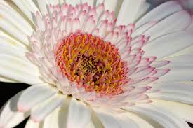 Maybe you would like to learn more about one of these? Gerbera Wikipedia