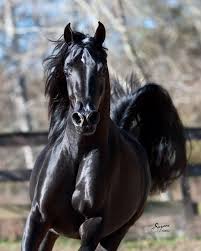 aj rutten on twitter in 2021 horses black horses arabian horse