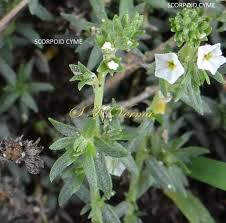 Image result for Euploca strigosa