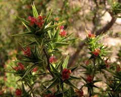 Image result for Cliffortia