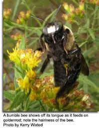 Bumble bees have been the subject of many important ecological studies in the western u.s., including research 4 bumble bees of the western united states. Bees Maryland S Wild Acres