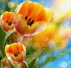30 beautiful coloured flowers full size hd. Full Screen Flower Wallpaper Hd 2297x2214 Wallpaper Teahub Io