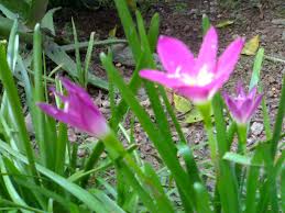 Bagian yang akan tumbuh terlebih dahulu adalah kuntum bunga yang ada di bagian bawah tangkai. Bunga Sedap Malam Alfa Robi Flickr