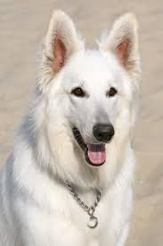 They are akc german shepherd white puppies. American Alsatians For Sale Online Adopt Alsatian Puppies For Sale Family Dogs Breeds American Alsatian Large Dog Breeds
