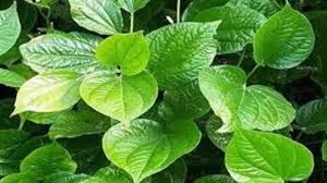 Tempat tumbuh daun bidara arab sampai cara memperbanyaknya agar cara menanam pohon bidara adalah di iklim yang kering dan hangat. 5 Cara Budidaya Daun Bidara Dengan Mudah Ilmubudidaya Com