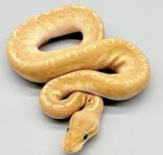 Pin On Insane Ball Python Morphs