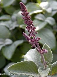 The plant grows all year round if they get enough warmth at your home, office, or garden. Plectranthus Argentatus Longwood Silver Lovely Fuzzy Purple Flower Spikes Lovely Fuzzy Light Purple Stems Container Garden Design Flower Spike Dog Nursery