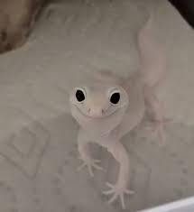 White Gecko Cute Lizard Cute Animals Cute Reptiles