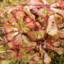 Image result for Drosera natalensis