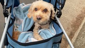 Fundraiser by Laura Pounds : Donation Support For Autumn's Ongoing Medical  Care