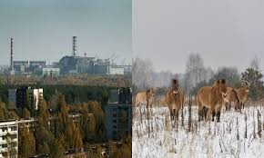 4 reactor in the chernobyl nuclear power plant, near the city of pripyat in the north of the ukrainian ssr in the soviet union. After A Nuclear Disaster Then What A Surprising Look At The Animals Of Chernobyl And Fukushima