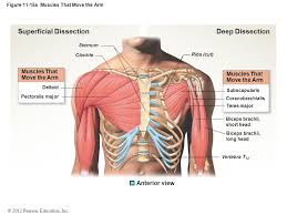 Muscles of the chest enable us to lift, extend, and rotate our arms, along with playing a part in the process of respiration. Figure 11 3a An Overview Of The Major Skeletal Muscles Part 1 Of 6 Ppt Video Online Download