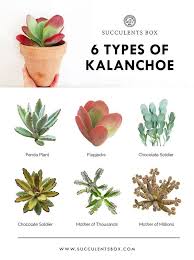 Succulentidentification Succulentsbox Succulentid Succulents Kalanchoe Kalanchoe Popular Types Ofpo Types Of Succulents Succulents Planting Succulents