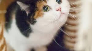 One litter she had about 2 years ago had a calico kitten in it, along with a plain black kitten and a few other different coloured kittens. Cute Pictures And Facts About Calico Cats And Kittens