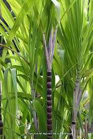 Image result for Saccharum