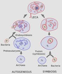 Check spelling or type a new query. The Cell 1 Origin Of Eukaryotes Atlas Of Plant And Animal Histology