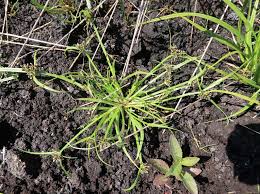 Image result for Cyperus margaritaceus