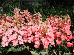 Image result for Habenaria pasmithii
