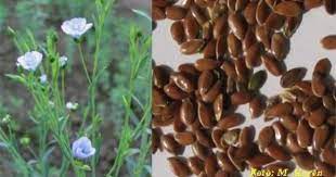 فوائد بذرة الكتان ٢ بذور الكتان غنية بالزيوت التي تكون 42 من الطاقة الناتجة عن تناولها وغالبها أي حوالي 73 هو من الدهون العديد health tips grapes plants