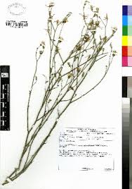 Image result for Lactuca inermis