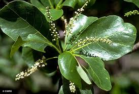 Image result for Terminalia stuhlmannii
