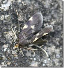 Image result for Telechrysis tripuncta