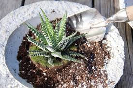 Conoce de sus cuidados, su riego, beneficios, tipos de cactus y mucho más de éstas plantas que la cantidad precisa de fertilizante que debe usarse puede variar según las especies de cactus que otra distinción: Cuidados Faciles Y Sencillos Para Tus Cactus Y Suculentas