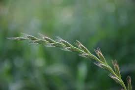Weidelgras ist vor allem in kühleren gegenden beliebt, da es niedrige temperaturen verträgt. Deutsches Weidelgras Saatgut 2000