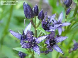 Image result for Swertia eminii