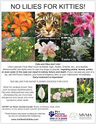Plant cats are allergic to. No Lilies For Kitties Bellevue Animal Hospital
