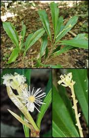 Image result for Argomuellera