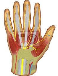Kopf, hals, obere extremitäten,teil 2: Hand Anatomie Beugeseitig Fototapete Fototapeten Sehnen Orthopadische Nerven Myloview De