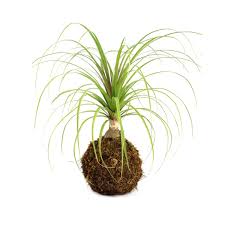 In summer, water ponytail palm deeply but infrequently, allowing the plant to dry out before watering again. Ponytail Palm Mossball Plantify Urban Plantery