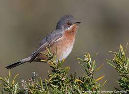 distinguer les males des fauvettes passerinette de moltoni et des balkans au printemps ornithomedia com oiseaux des jardins oiseaux animaux sauvages