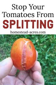 Tomatoes Splitting Why Tomatoes Split And How To Stop It Tomato Garden Veg Garden Gardening Tips