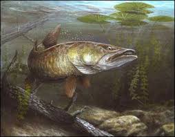 Muskellunge Esox Masquinongy A Torpedo Shaped Predator And The Largest Member Of The Pike Family Is One Of The Most Desired Trophy Fish In The G Pinteres