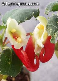 Image result for Impatiens niamniamensis