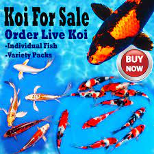 Similar to the small koi release that we did last year, we will be adding some additional koi that are available for individual purchase. Koi And Butterfly Koi For Sale Hanover Koi Farms