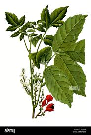 Image result for Paullinia