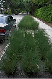 Late month, apply compost to future beds; Ornamental Grasses In Texas Lee Ann Torrans Gardening