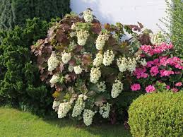 Check spelling or type a new query. Eichenblattrige Hortensie Snowflake Hydrangea Quercifolia Snowflake Baumschule Horstmann
