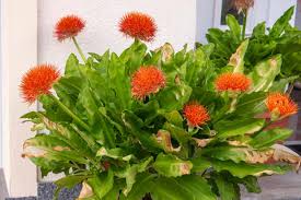 Image result for Scadoxus multiflorus